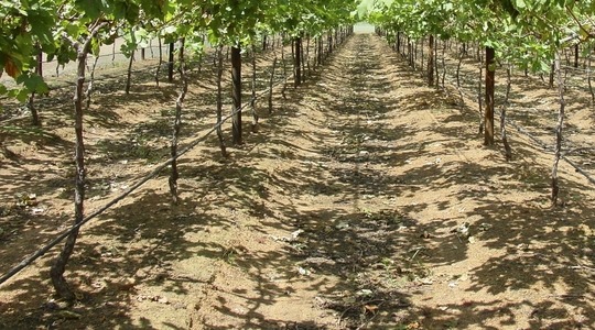 Le rôle du sol pour la vigne