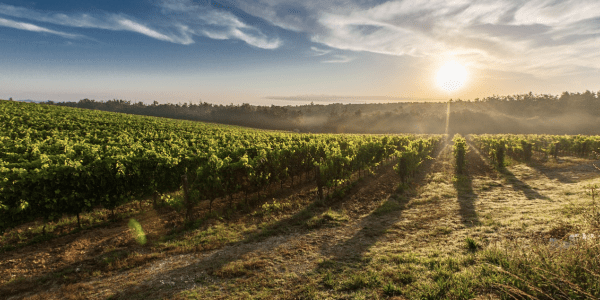 Vin biodynamique : que faut-il savoir sur cette pratique viticole ?